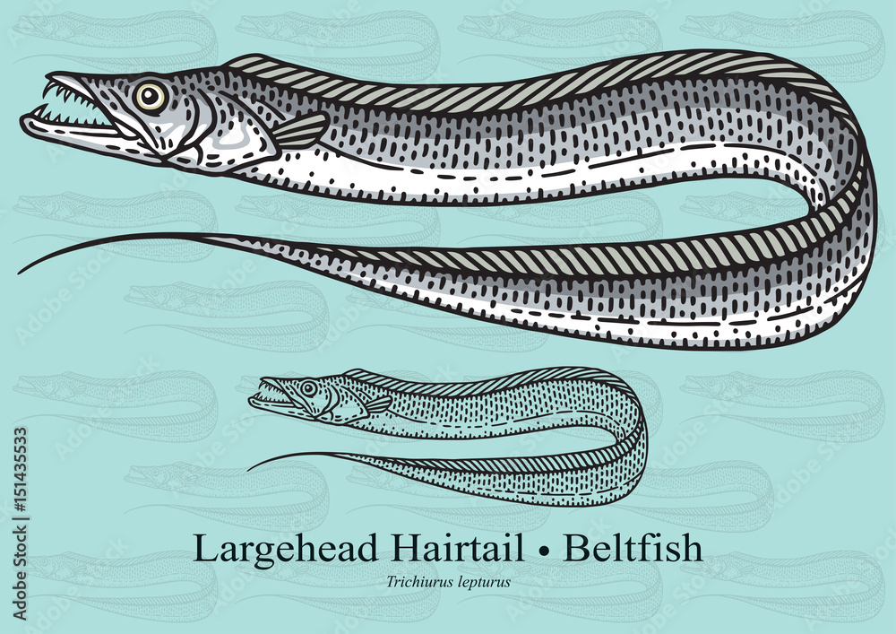 Obraz premium Largehead Hairtail, Beltfish, Ribbonfish. Vector illustration for artwork in small sizes. Suitable for graphic and packaging design, educational examples, web, etc.