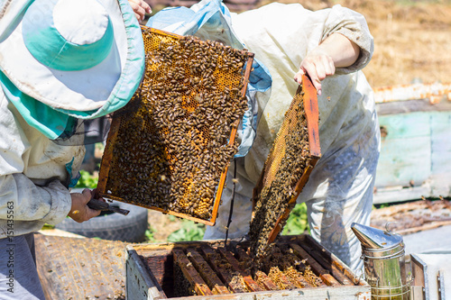 beekeepers take frame of honye from beehive
