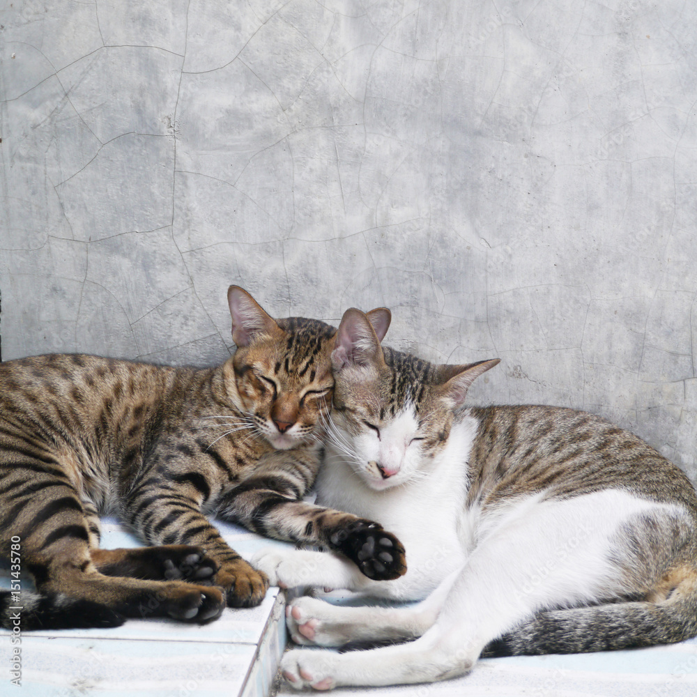 cute couple cats sleeping together grey concrete wall background cute couple cats sleeping together grey concrete wall background