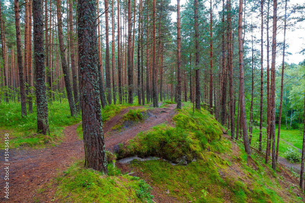Landscape with a path through a pine forest Landscape with a path through a pine forest