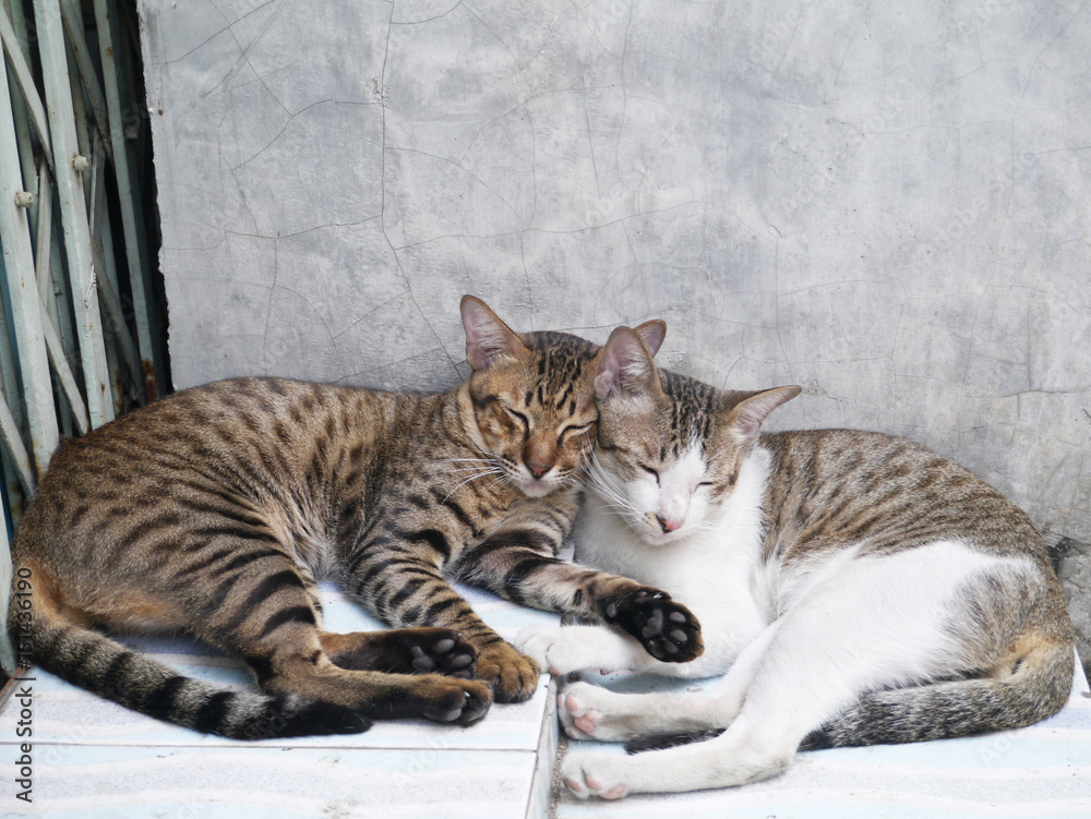 cute couple cats sleeping together grey concrete wall background
