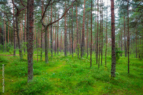 Landscape with a green grass cover through a pine forest