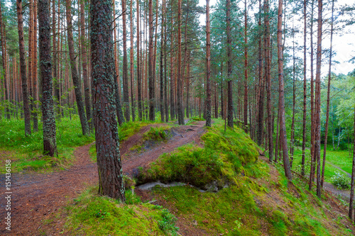 Landscape with a path through a pine forest