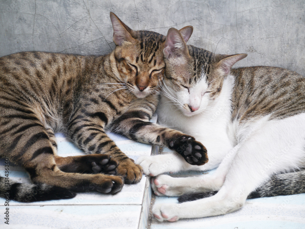 cute couple cats sleeping together grey concrete wall background