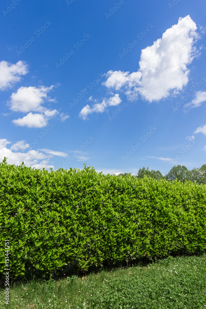 Hedge against the sky