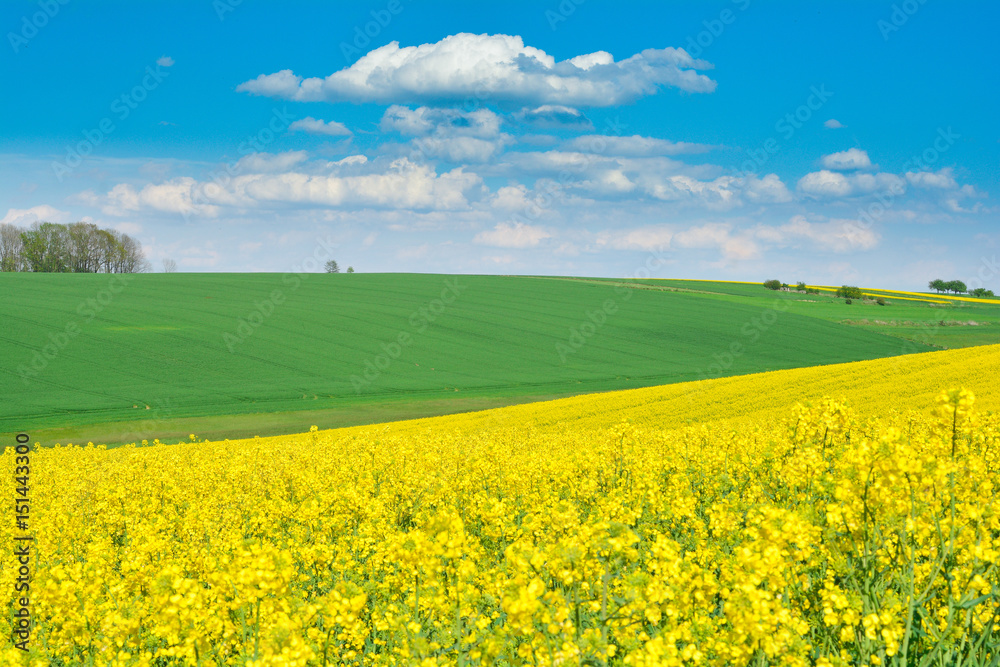 Fototapeta premium Wiosna na polach