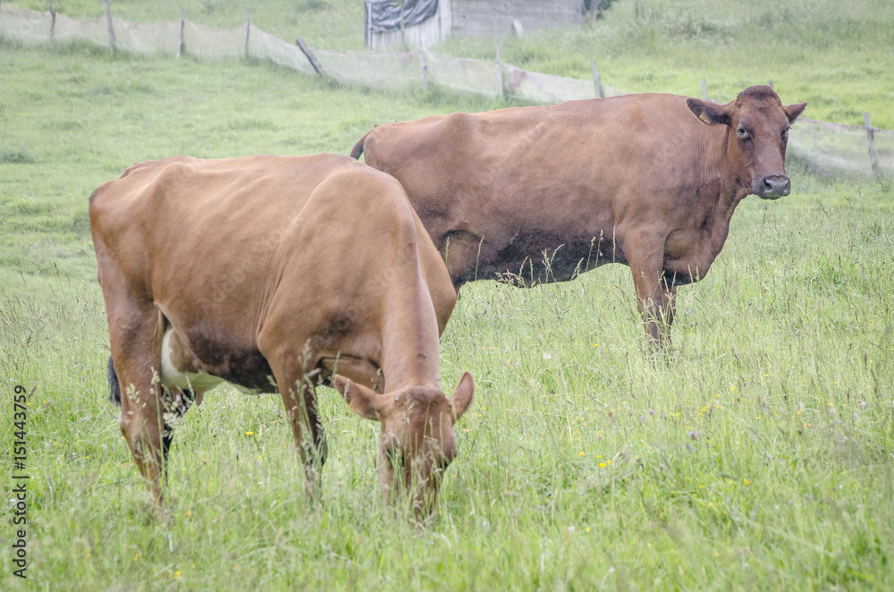 vacas vacas