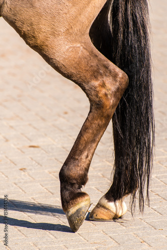 Beine eines braunen Pferdes