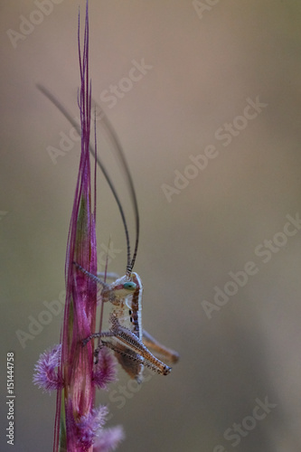 Isophya bush cricket photo