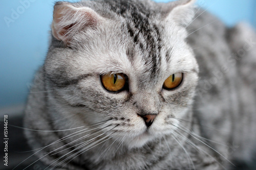 Gray cat of the Scottish Fold breed © KolesnikovaEkaterina