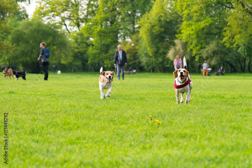 Group of beautiful funny beagle dogs playing outdoors at spring or summer park.