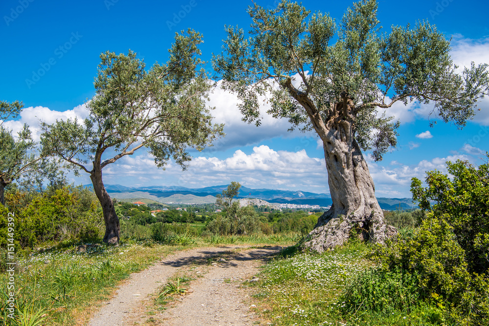 Road between two Olive trees under bright blue sky with white clouds at Teos ancient city, Seferihisar, Izmir,Turkey Road between two Olive trees under bright blue sky with white clouds at Teos ancient city, Seferihisar, Izmir,Turkey