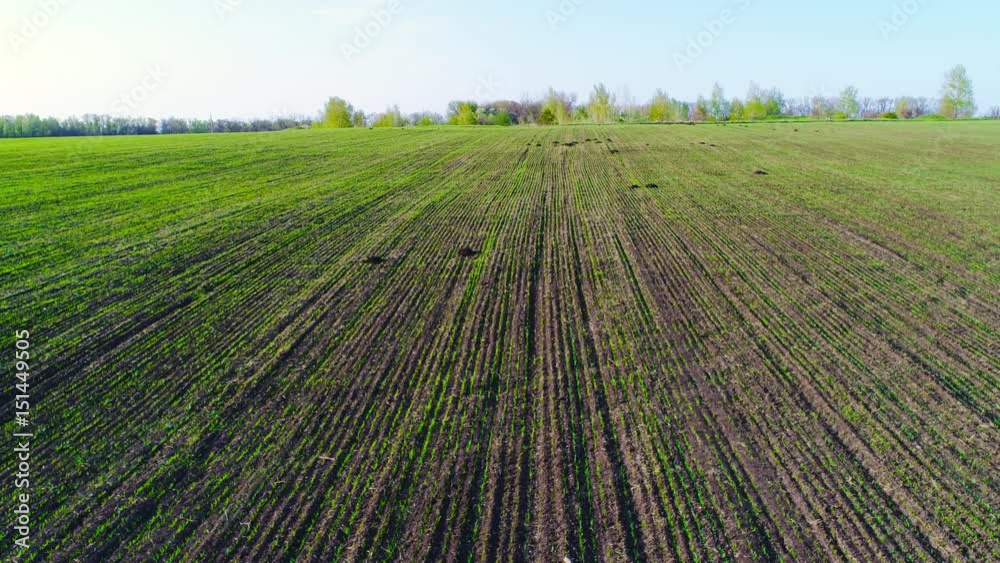 Flight over a field with green grass Flight over a field with green grass