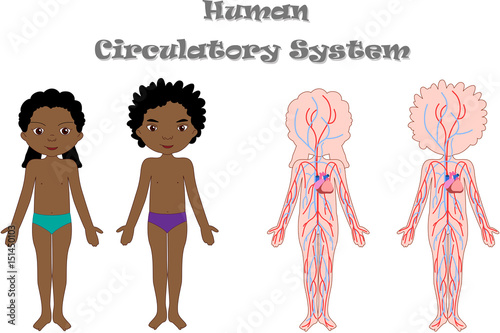 Kids body circulatory system