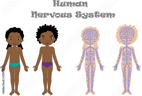 Human nervous system for kids