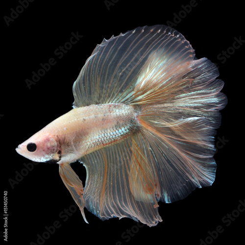 Doubletail Betta Female on black background. Beautiful fish. Swimming flutter tail flutter.