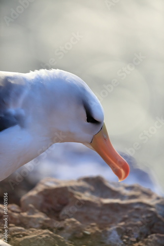 Black-browed Albatros ( Thalassarche melanophris ) or Mollymawk Helgoland Island Germany photo