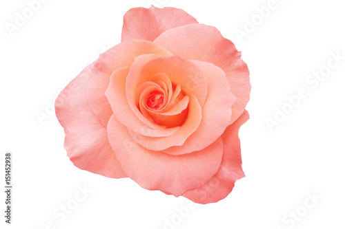 pink rose white background