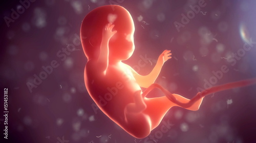 Human embryo inside body. 3d illustration