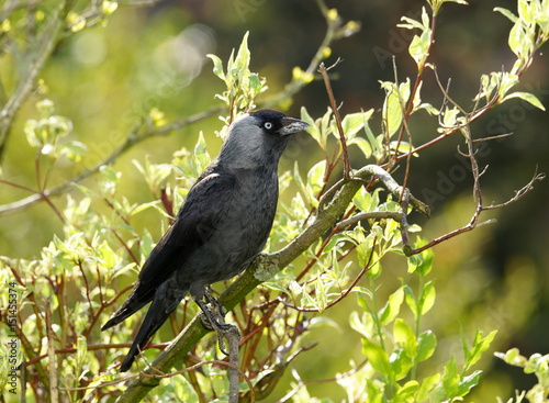 Dohle,Krähe,Rabenvogel