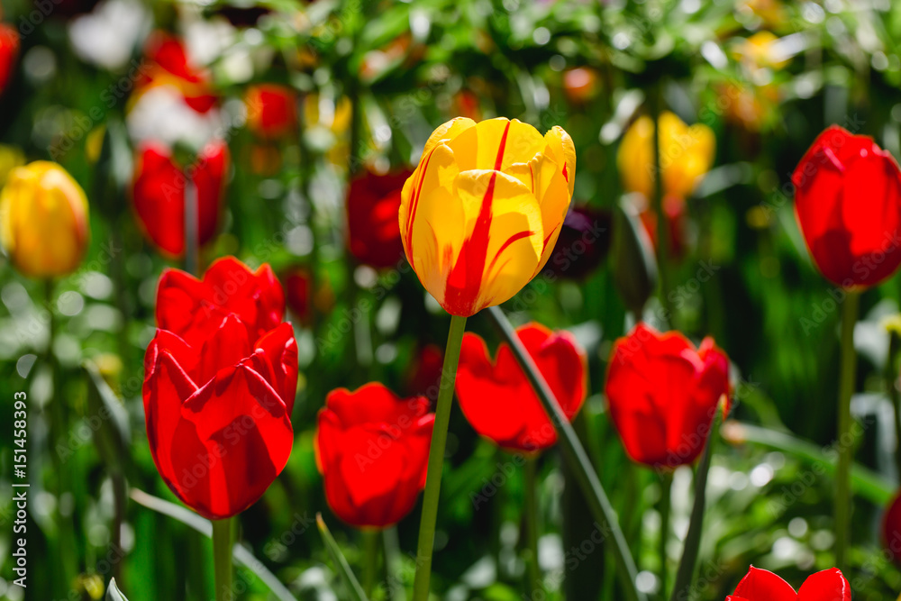Fototapeta premium Orange tulips with red stripes
