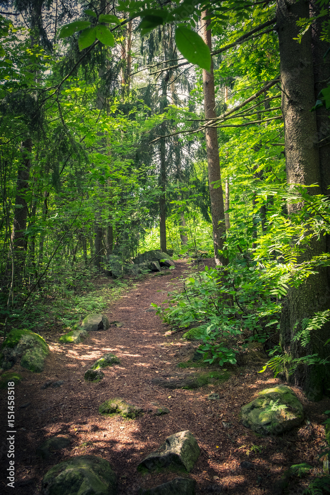 Forest path with lush trees and bright sunlight Forest path with lush trees and bright sunlight