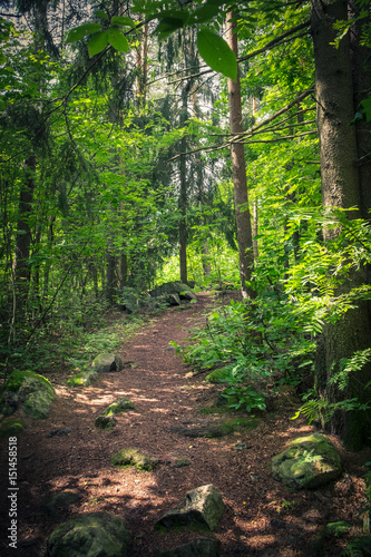 Forest path with lush trees and bright sunlight