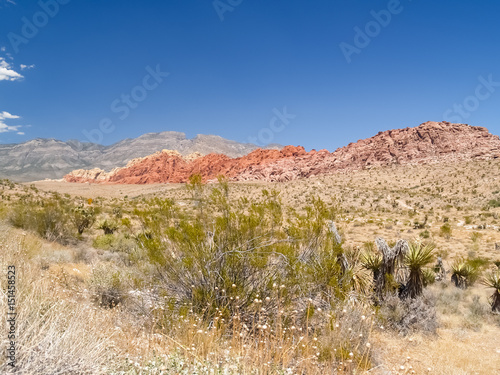 Desert vegetation and striped hills in distance under clear blue sky surrounding Red Rock Canyon in vertical composition Nevada