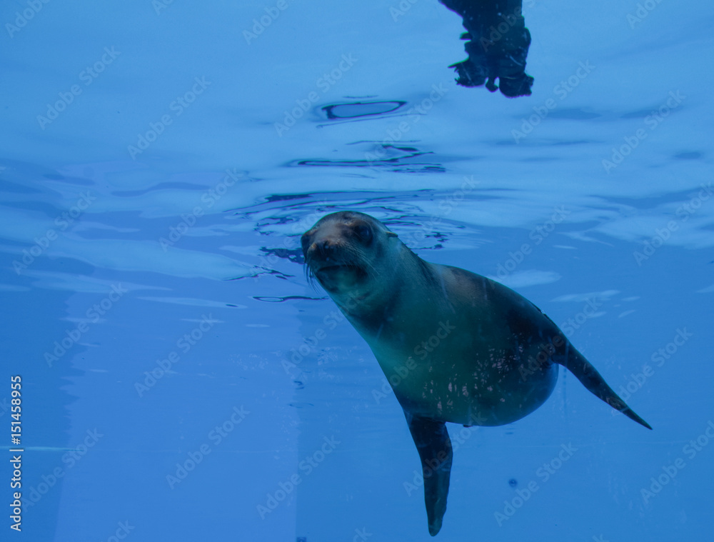 Naklejka premium otarie 