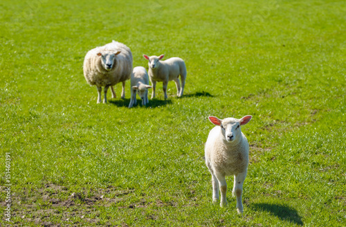 Ewe with her lambs posing in the meadow