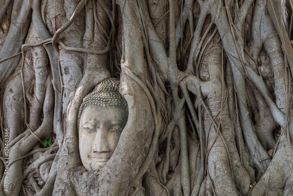 Buddha's head in tree root. Ayutthaya. Thailand Buddha's head in tree root. Ayutthaya. Thailand