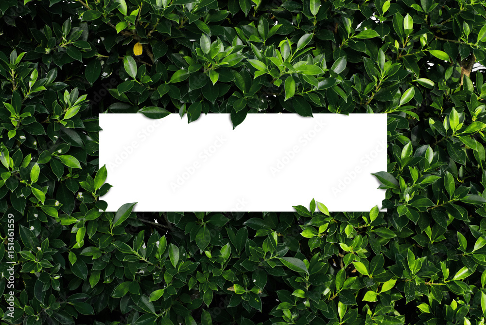 Square frame, Creative layout made with green leaves background. Blank for advertising card or invitation. Nature concept. Summer poster. Square frame, Creative layout made with green leaves background. Blank for advertising card or invitation. Nature concept. Summer poster.