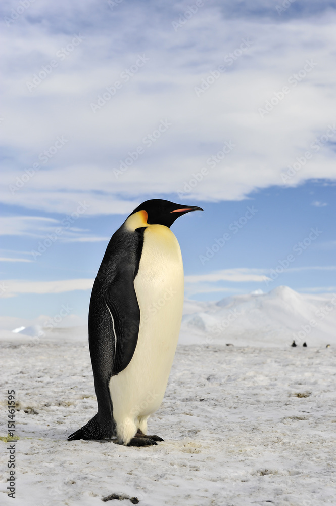 Fototapeta premium Emperor Penguin on the snow