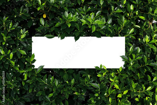 Square frame, Creative layout made with green leaves background. Blank for advertising card or invitation. Nature concept. Summer poster.