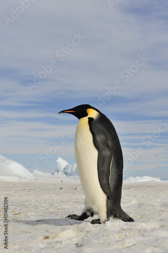 Emperor Penguin on the snow