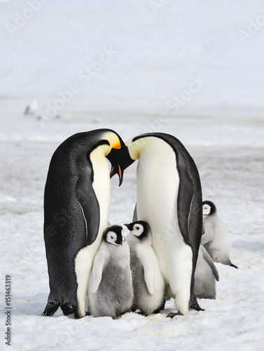 Emperor Penguins with chicks