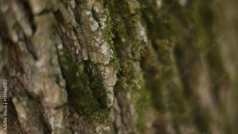 Tree bark texture macro Tree bark texture macro