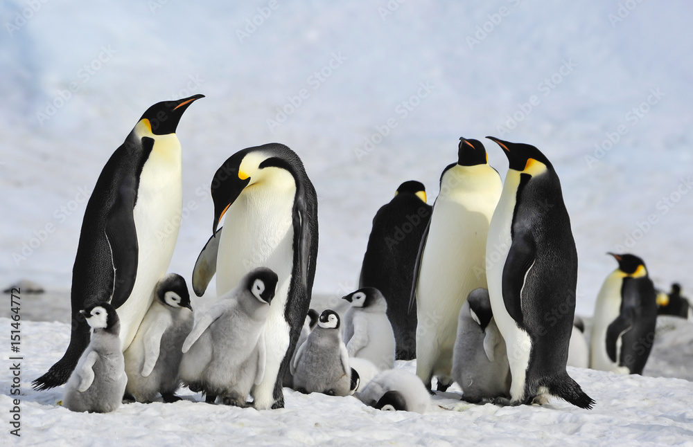 Fototapeta premium Emperor Penguins with chick