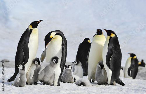 Emperor Penguins with chick