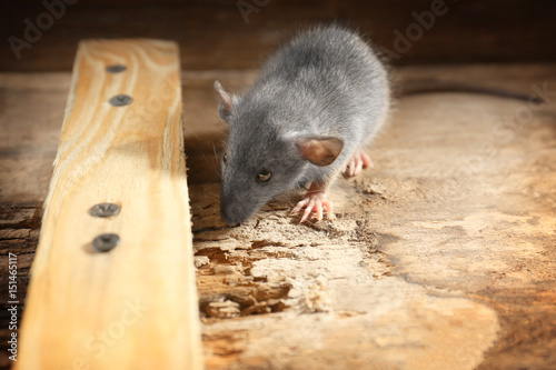 Cute little rat on wooden background