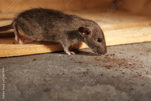 Cute little rat sniffing crumbs