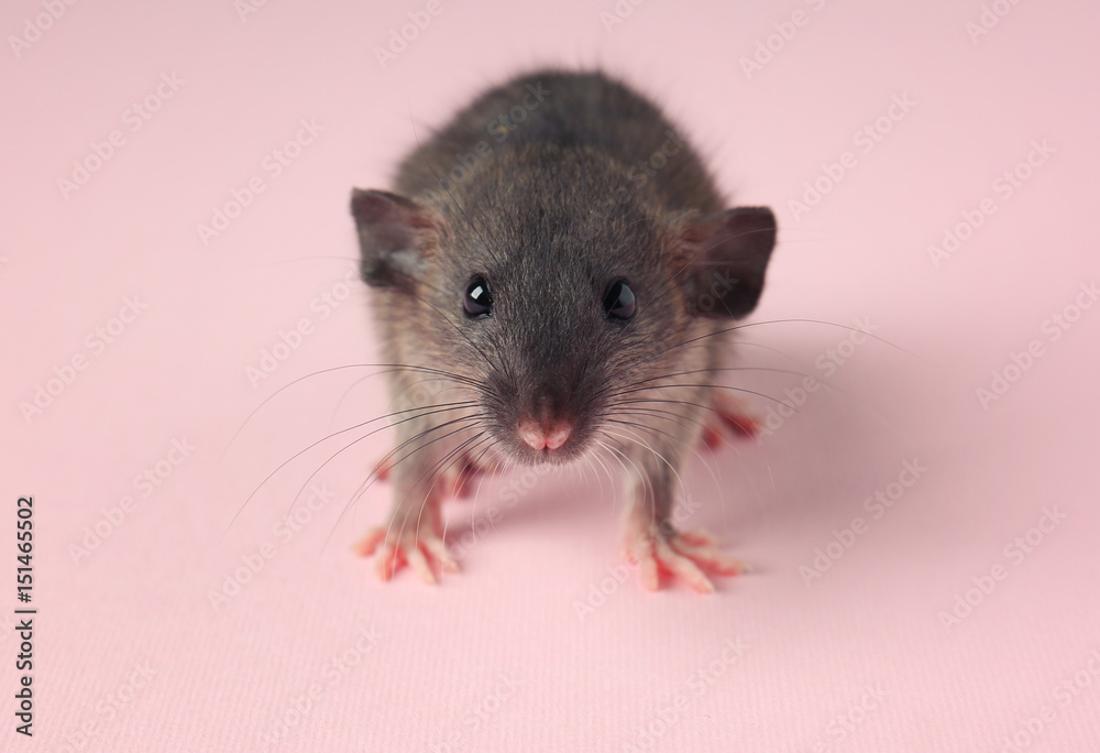 Cute little rat on color background Cute little rat on color background