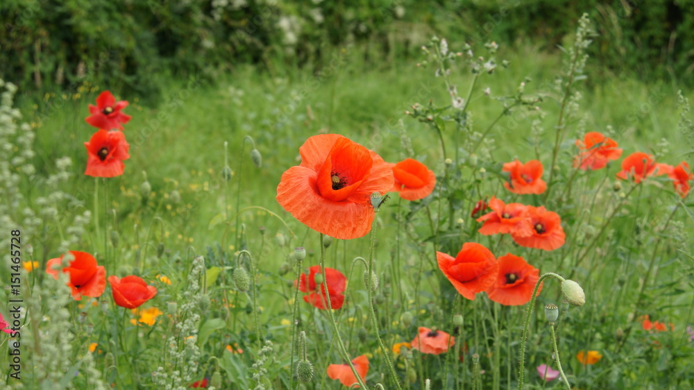Obraz premium Sommerwiesen mit Mohn und verschiedenen Blumen