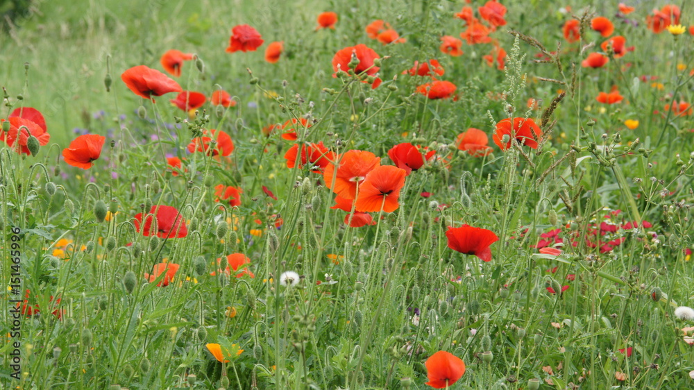Sommerwiesen mit Mohn und verschiedenen Blumen Sommerwiesen mit Mohn und verschiedenen Blumen