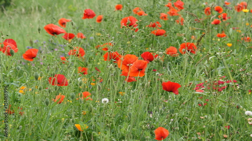 Sommerwiesen mit Mohn und verschiedenen Blumen