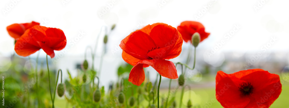 Naklejka premium Poppy flowers isolated on blur background