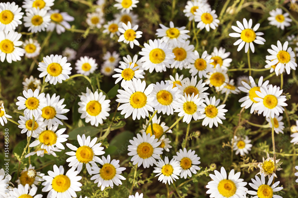 Summer field with daisies Summer field with daisies