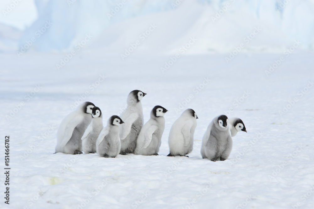 Fototapeta premium Emperor Penguin chicks in Antarctica