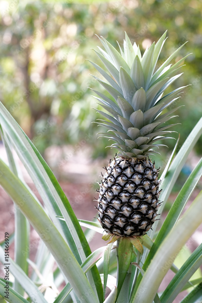 Fototapeta premium pineapple