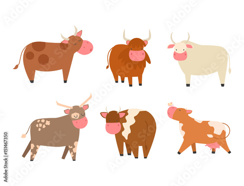 Bulls cows farm animal character vector illustration cattle mammal nature wild beef agriculture.